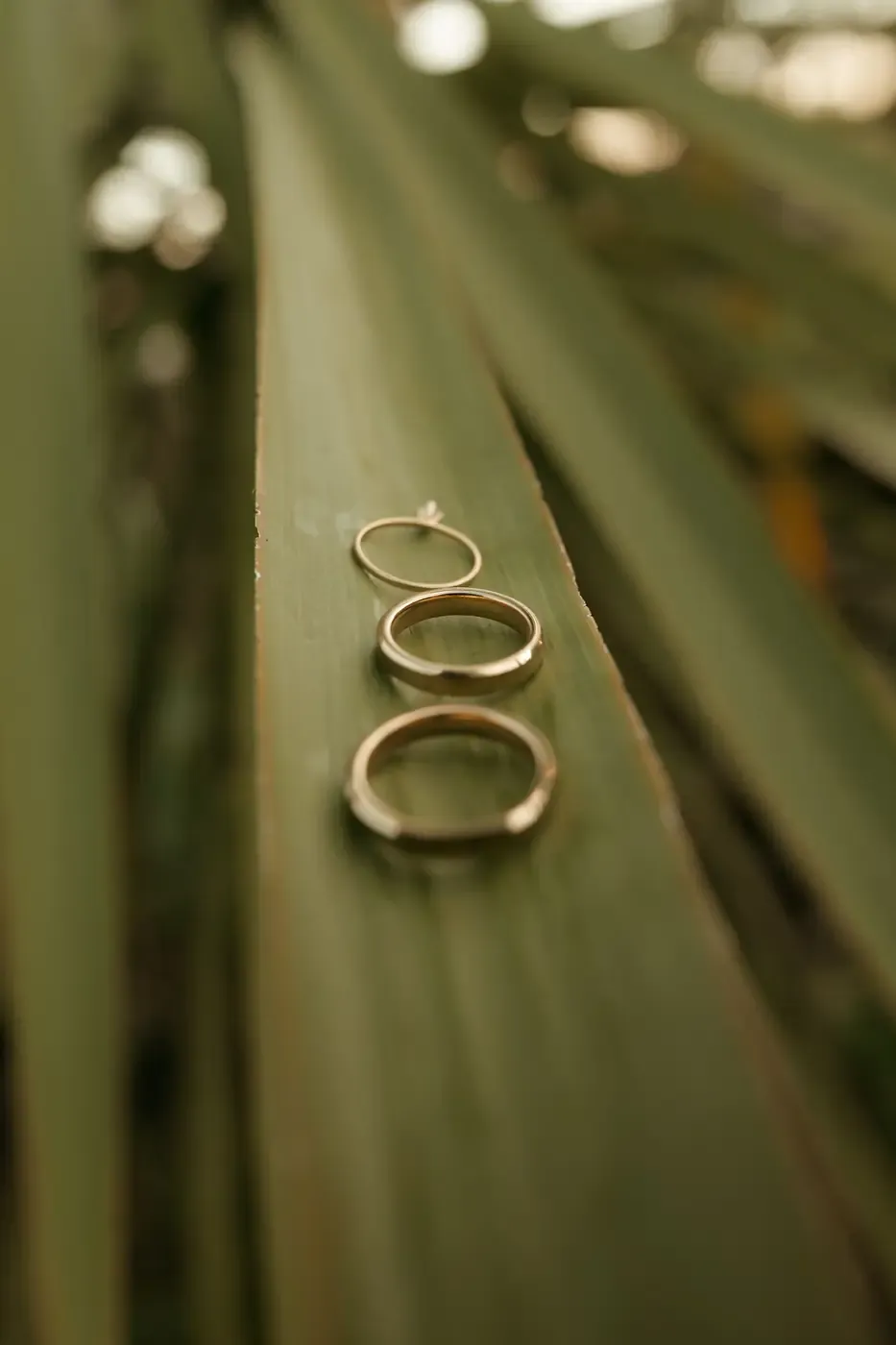 Gold wedding rings arranged artistically on a green tropical leaf.